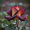 Dark Beauty