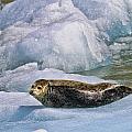 Harbor Seal