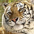 Tiger Portrait