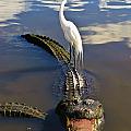Egret Hitching a Ride