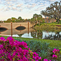 Azaleas at Spanish Springs