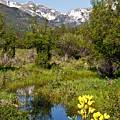 Meadow and Wild Flowers and Mountains
