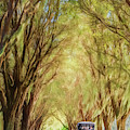 Tunnel of Trees and Golf Carts
