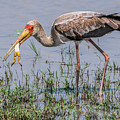 Immature Yellow-billed Stork in Zimbabwe