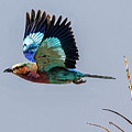 Lilac-breasted Roller in Flight in Botswana