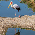 Yellow-billed Stork in Zimbabwe